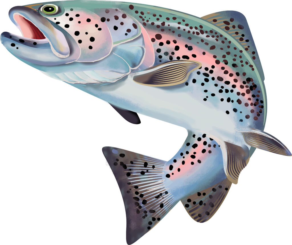 Trout