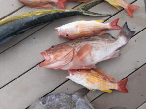 Fishing Links