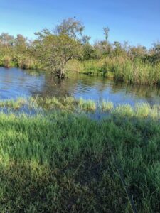 Freshwater