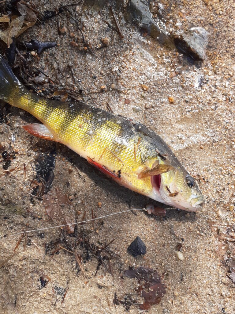 Yellow Perch